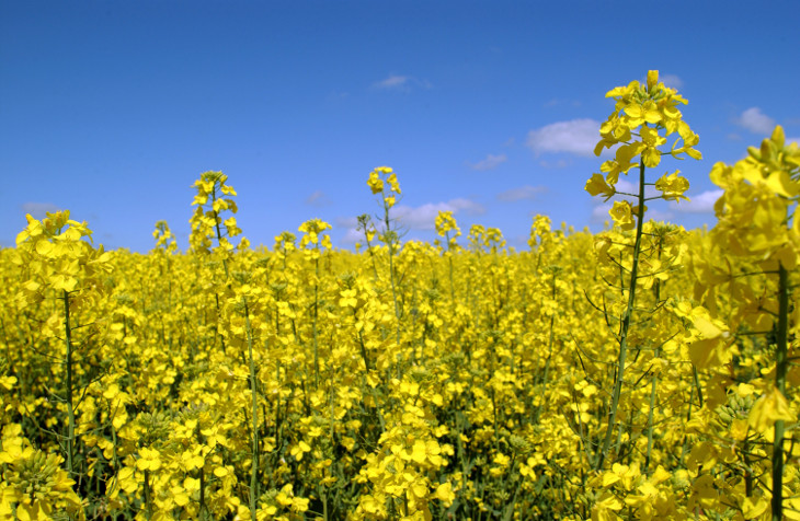 champ canola